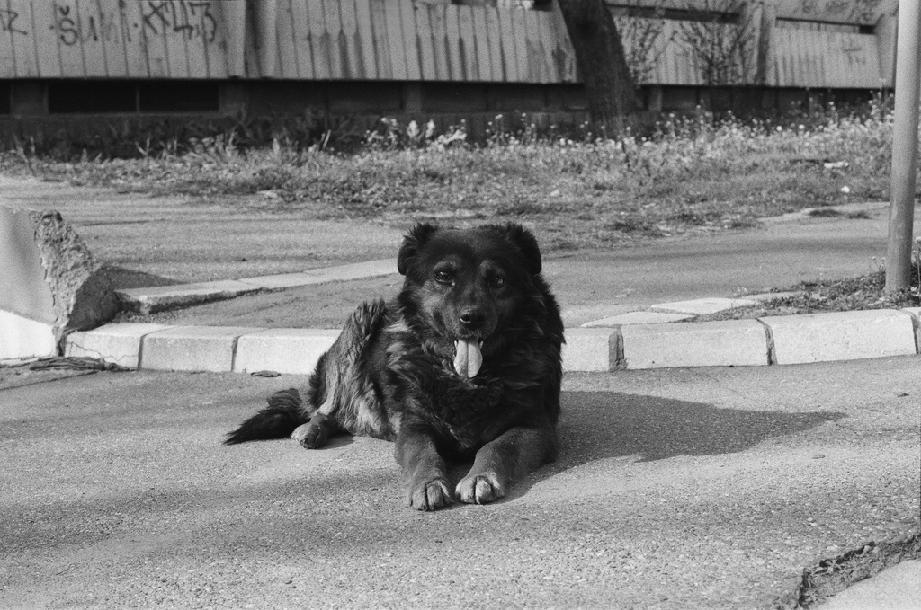 A cute dog, somewhere in New Belgrade