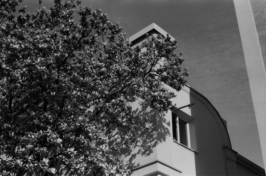 A tree infront of a house, Zvezdara